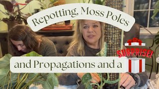 🧤 An Evening of Repotting Moss Poles and Propagations 🍃 [upl. by Inaja]