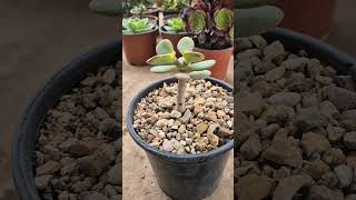 how to prune jade plants into tiny tree [upl. by Anitniuq]