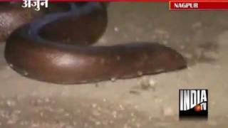 Two Nabbed In Nagpur While Selling Sand Boa Snake For Rs 5 Cr [upl. by Aeirdna]