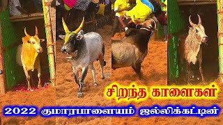 சிறந்த காளைகள் 2022 குமாரபாளையம் ஜல்லிக்கட்டில் Kumarapalayam Best Kalai 2022 [upl. by God204]