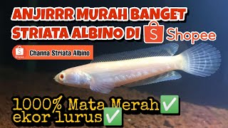 BELI CHANNA STRIATA ALBINO DI SHOPEE AUTO MURAHH KALI ‼️ [upl. by Hauhsoj417]