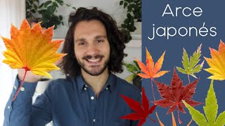 🍁 Arce JAPONÉS cuidados 🍁Acer PALMATUM en maceta😍 [upl. by Hortense]