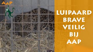 Luipaard Brave gered uit de oorlog in Oekraïne  Stichting AAP [upl. by Stuart]