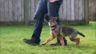 Puppy Schutzund  IPO Obedience Training [upl. by Gadmann999]