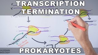 Transcription Termination in Prokaryotes [upl. by Aileduab]