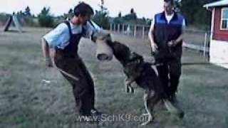 Schutzhund Protection Training [upl. by Legir]