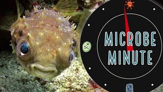 What Makes Blowfish Toxic  Microbe Minute [upl. by Aiyot561]