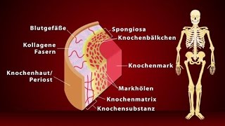 Knochen  Schulfilm Biologie [upl. by Brigitte]