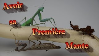 Avoir sa première Mante [upl. by Rediah420]