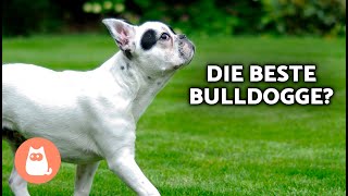 VORTEILE Der Wahl Einer FRANZÖSISCHEN BULLDOGGE 🐶❤️ Die 8 Wichtigsten Gründe [upl. by Eelhsa]