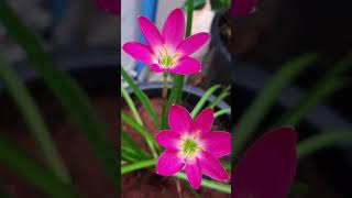 20 அழகு செடிகள் உங்கள் வீட்டில் வளர்க்க  Best Home Decor plants [upl. by Hollinger]