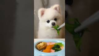 Today I ate abalone pumpkin and lettuce dog homemadedogfood cutedog reels2024 viral [upl. by Shoemaker821]