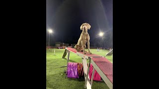 Agility training Tally Weimaraner amp Hera [upl. by Pentheam311]