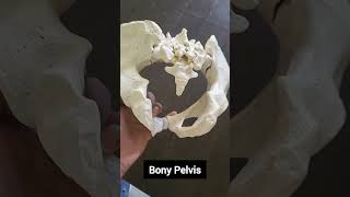 Bony PelvisPelvis brimPelvis ka image [upl. by Ailegave]