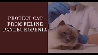 Feline Panleukopenia 🐱 A Serious Contagious Disease of Cat 🦠 [upl. by Maximilian774]