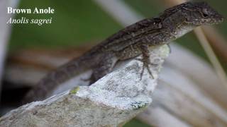 Brown anole Anolis sagrei [upl. by Barram]