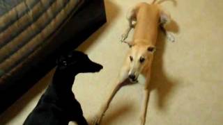 Greyhound and Whippet playing [upl. by Cuttler]