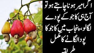 How to grow cashew nut Kaju through its seeds  Successful plantation in Punjab Pakistan [upl. by Restivo808]