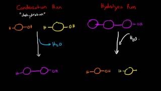 Condensation and Hydrolysis Reactions [upl. by Liliane560]