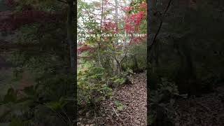 autumn leave tokyo west mountains [upl. by Cuttler]