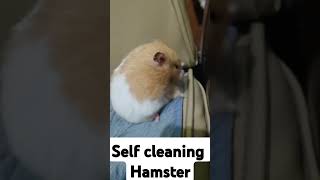 Hamster cleaning cuteanimal hamsterious pets hamsterbabys hamstercare [upl. by Sisto]