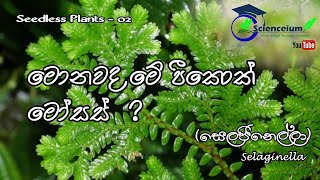 Selaginella in Sri Lanka Club mosses  සෙලෙජිනෙල්ලා  Scienceium [upl. by Lenz]