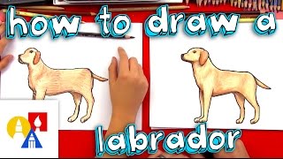 How To Draw A Yellow Labrador [upl. by Akirrehs]