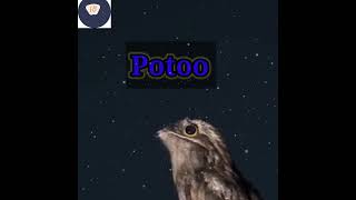 potoo bird 🤔👍shorts ytshorts youtubeshorts trendingshorts amazingfacts facts factwalebhaiya 🐥 [upl. by Saenihp477]