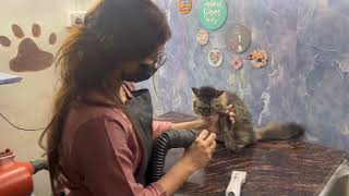 How to treat fungal infection in cats Siberian cat got ringworms  best dewormer for cats  spot on [upl. by Naujak]