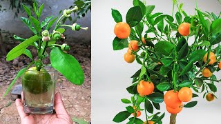 Amazing growing grafting Oranga tree fruit for Orangea 100 Work Oranges [upl. by Aitel807]