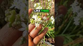 How To Grow Chives Its So Easy [upl. by Einad856]