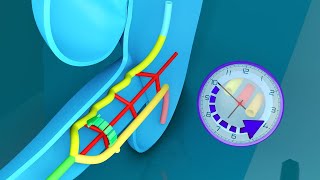 3D Midgut Embryology  Rotation of Midgut in 3D  Physiological Umbilical Hernia and Intestines [upl. by Rask]