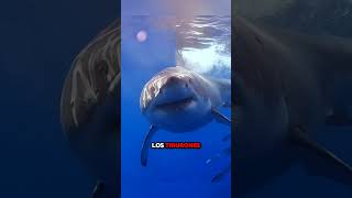 ¿Sabias que los tiburones son los animales mas antiguos que los arboles curiosidades sabiasque [upl. by Bonita]