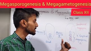 Megasporogenesis and Megagametogenesis  Shivam Oswal [upl. by Liew]