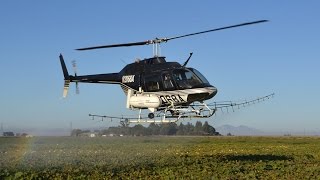 Bell 206 JetRanger spraying pumpkin field near Discovery Bay US [upl. by Pompea36]