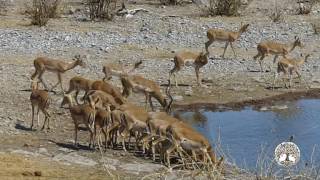 Grandes Documentales HD  🐘 África extrema Etosha El gran lugar blanco 🐘 [upl. by Kerwin470]