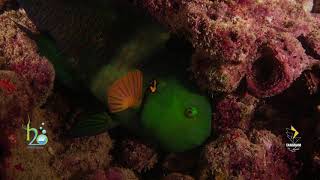 A 40 second film summary of Broomtail wrasse fish Ropme Sea Area [upl. by Irt]