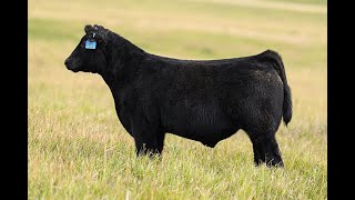 Reimann Pasture Sale 2024  Tag 63 [upl. by Viridissa581]