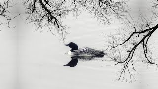 8 Hour Loon Call  Soothing Sounds For Relaxation [upl. by Jit290]