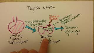 Thyroid Gland Function [upl. by Ayoral673]