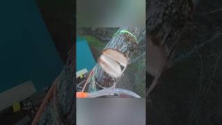 Top down treeremoval satisfying climbing [upl. by Grishilda]