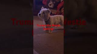 Truman the Westie Barking barking westhighlandwhiteterriers westies funnydogvideos music [upl. by Aislehc92]