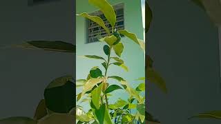 Laranja kinkan 🍊 palavradedeus viralvideo plantas bahiana bahia bahiabrasil [upl. by Lovmilla300]