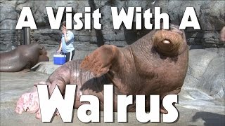 Indianapolis Zoo Walrus  The Friday Zone  WTIU  PBS [upl. by Estrella]