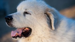 The Heroic Great Pyrenees Inspiring Rescue Stories [upl. by Nwahsd467]