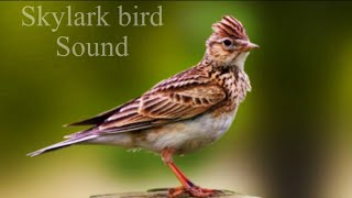 skylark birds sound  skylark birds hunting  skylark birds voice [upl. by Abie902]