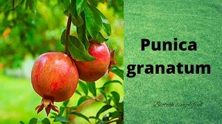 Punica granatum [upl. by Bremser182]