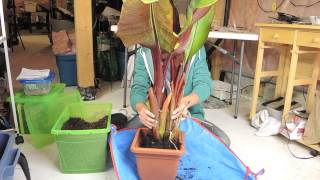 Banana  Time to prepare for Winter  Ensete ventricosum Maurelii [upl. by Gerg]