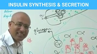 Insulin Function Types  Synthesis Secretion amp Regulation  Diabetes💊 [upl. by Vanzant958]