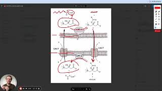 MCAT Question of the Day The Carnitine Shuttle Fatty Acid Oxidation [upl. by Roddy]